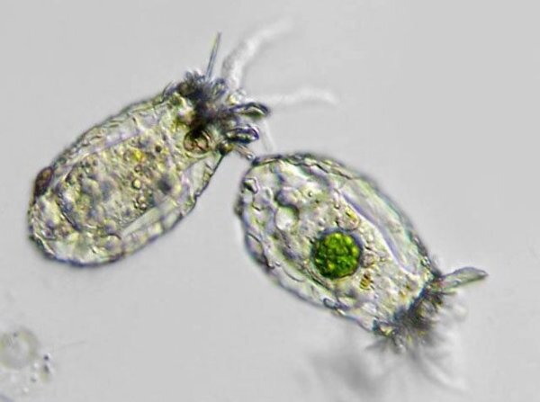 инфузория туфелька паразит. питание простейших. инфузория дидиний. протисты эукариоты. инфузория туфелька автотроф или гетеротроф.