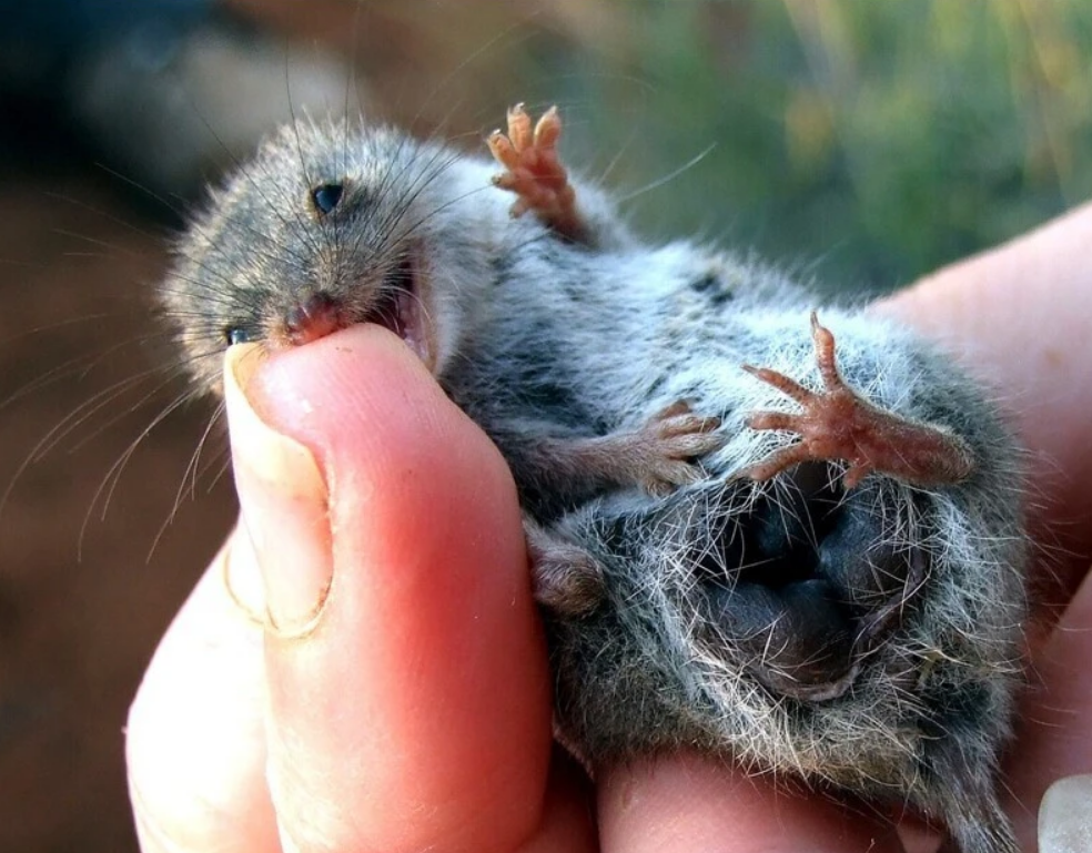 Когти хищных. Лапки птиц. Когти птицы. Когти сокола. Когти орла.