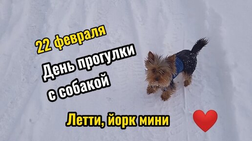 22 февраля - День прогулки с собакой. Гуляем с Летти, она впервые сама по-настоящему долго бегала по снегу