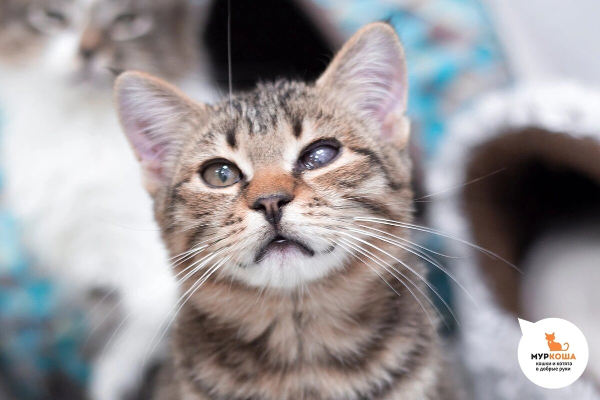 Милый гепардик найден на улице.