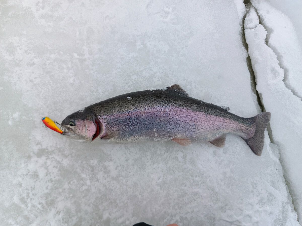 Форелька на Чата Би 68 мм