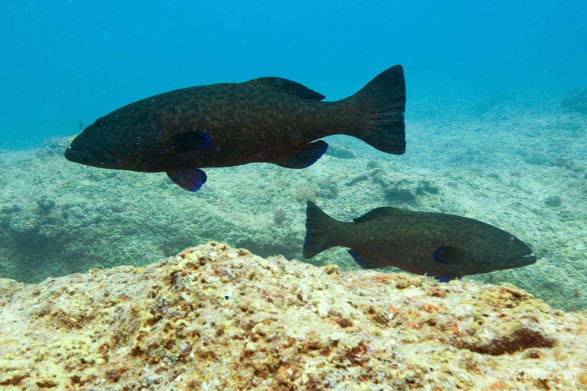 Сп краснозубый спинорог. Почему в море рыба. Дорадо в черном море. Почему в море рыба. Рыба хирург египет.