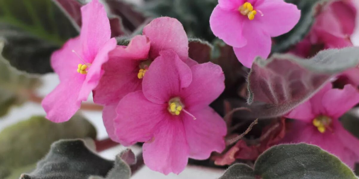 полив фиалок в домашних. самые красивые фиалки. условия ухода фиалка. фиалка лиловый карильон. фиалка домашняя.