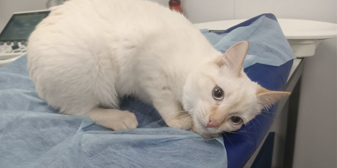 В Москве красивый котенок притворялся мальчиком, чтобы найти семью