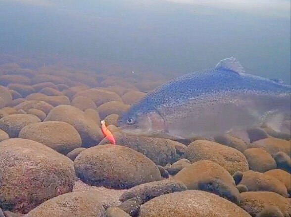 Форель город. Форель город. Озерная форель (радужная, кумжа). Озерная форель (радужная, кумжа). Белоручейская форель.
