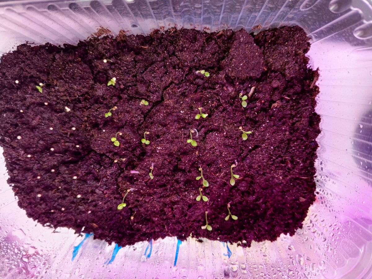 Всходы петунии