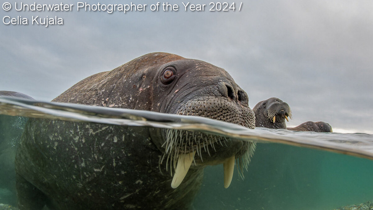 ©️ Celia Kujala | Underwater Photographer Of The Year 2024