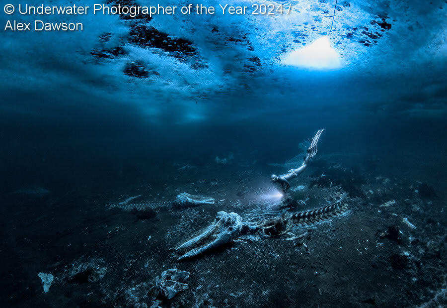 ©️ Alex Dawson | Underwater Photographer Of The Year 2024