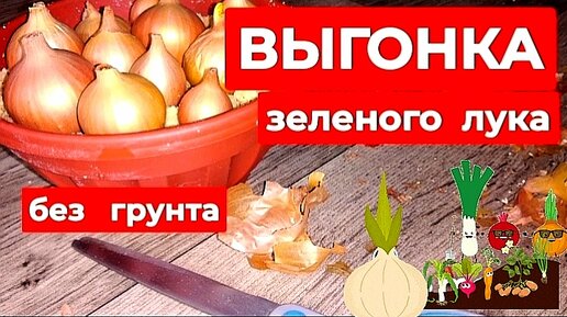 Выгонка зелёного лука. Без грунта