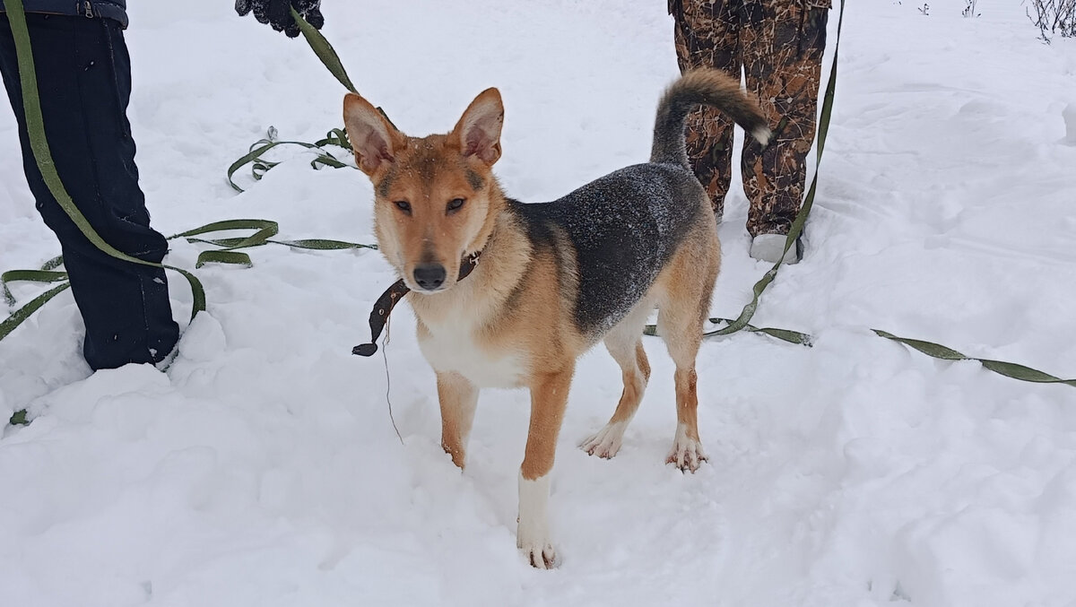 Лаки "хозяева" купили, как щенка породы хаски