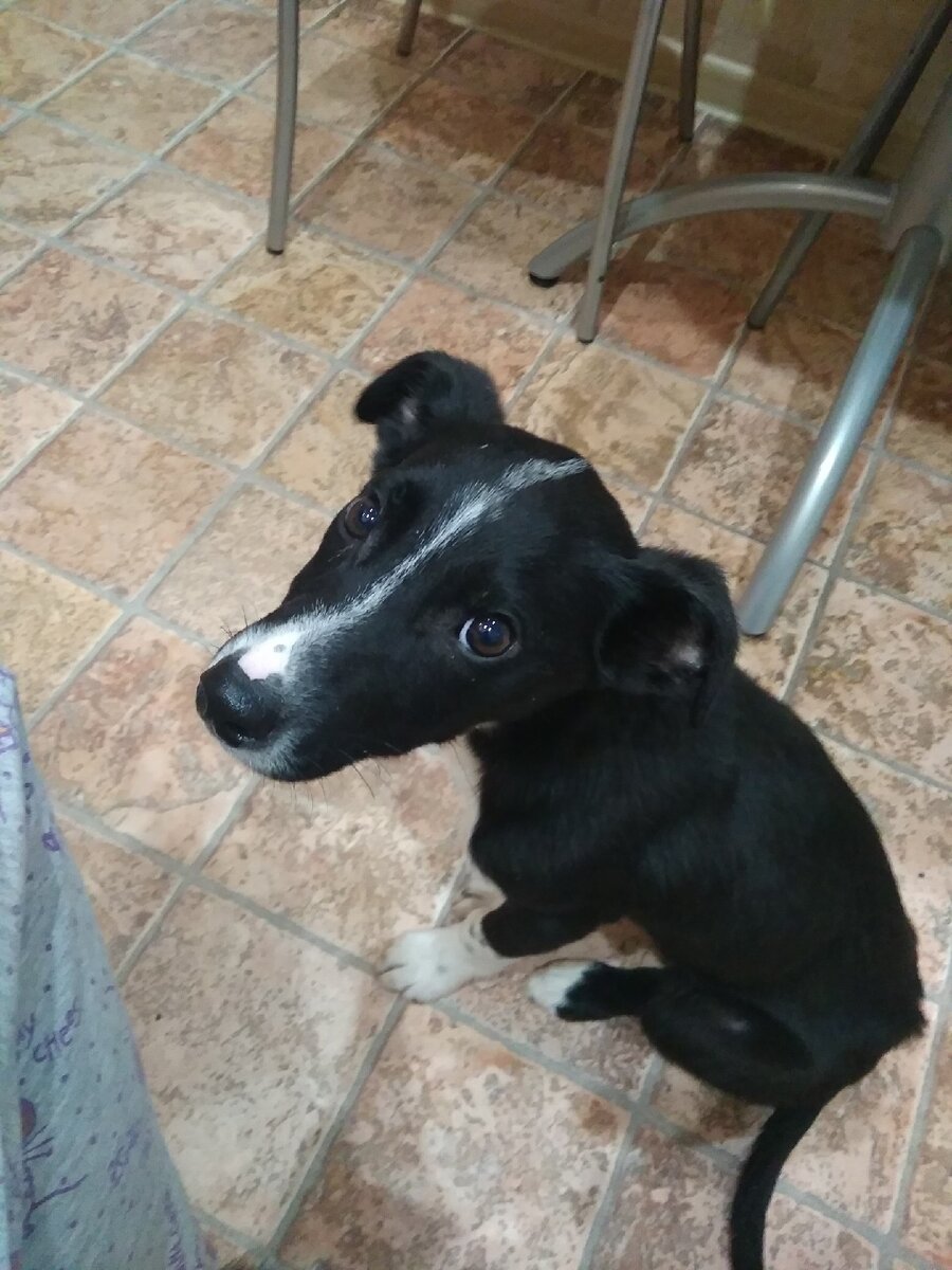 Патрик в детстве. Сейчас это красивейший и любимый пёс. Мама далматинец, папа неизвестен.