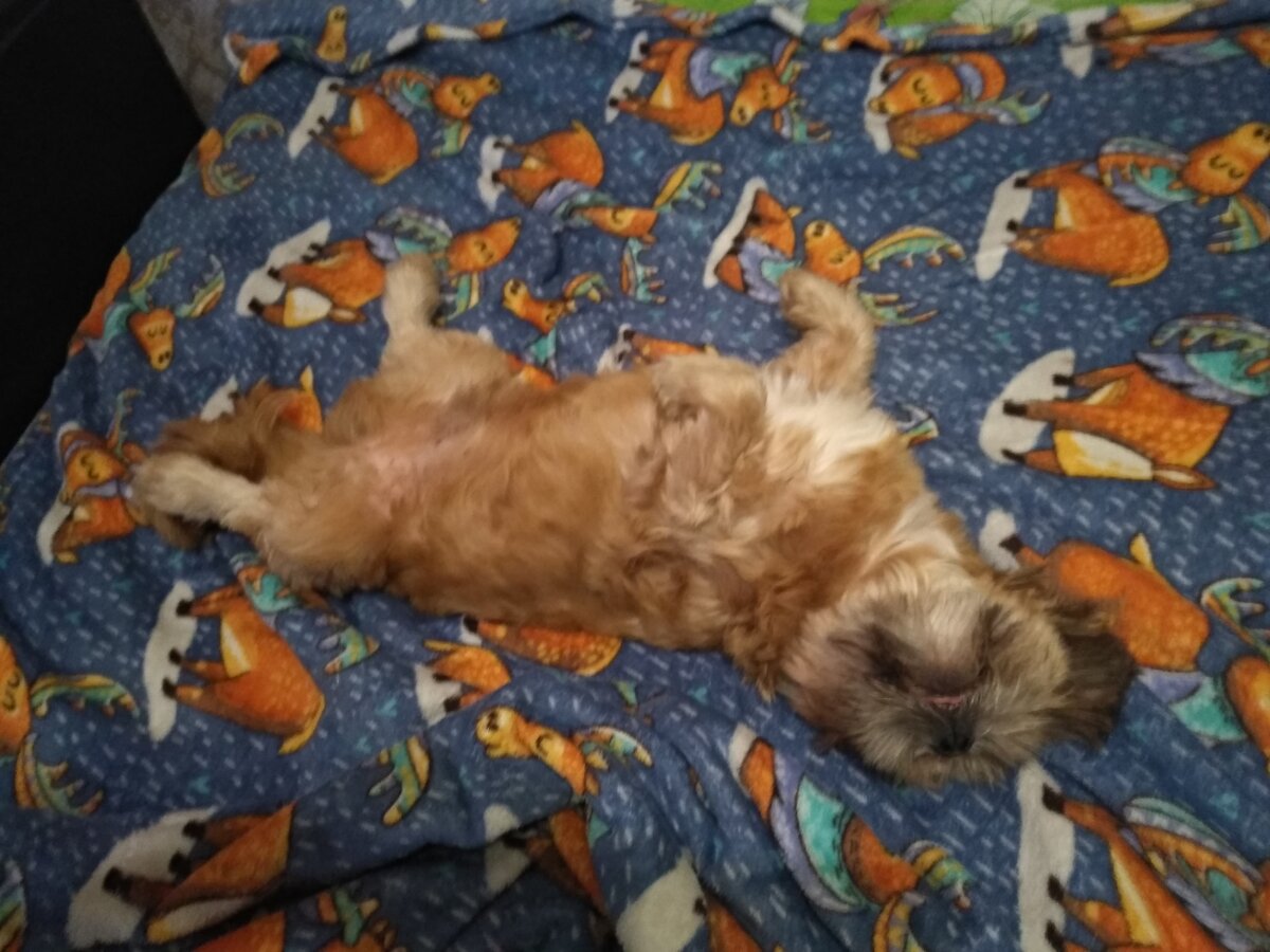 хороший пёсик)))