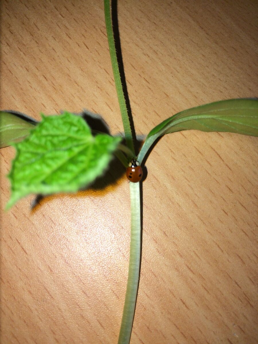 Божья коровка. 