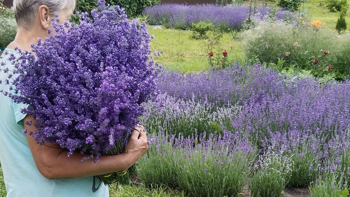 Лаванда узколистная в моем саду.