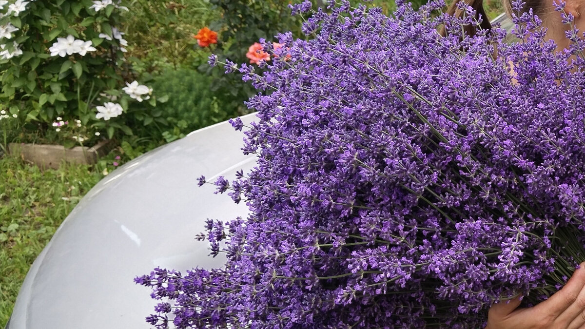 Моя лаванда.