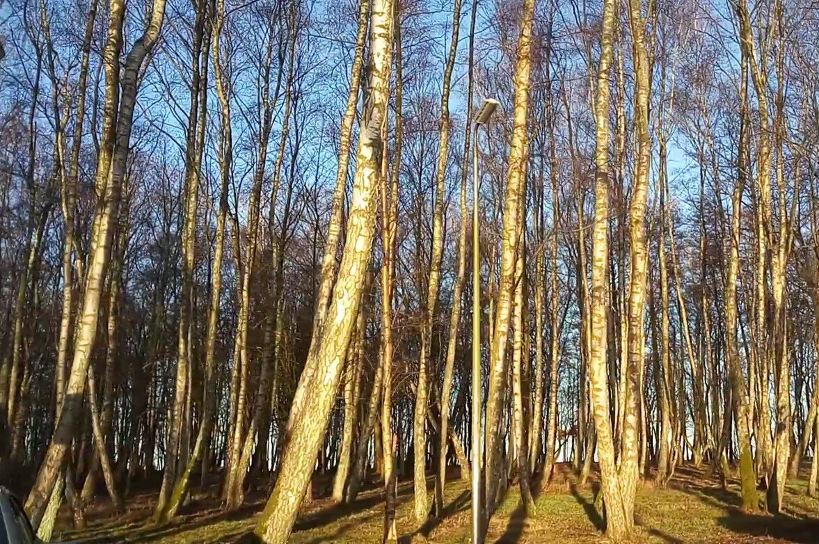 Парк в солнечном Светлогорске