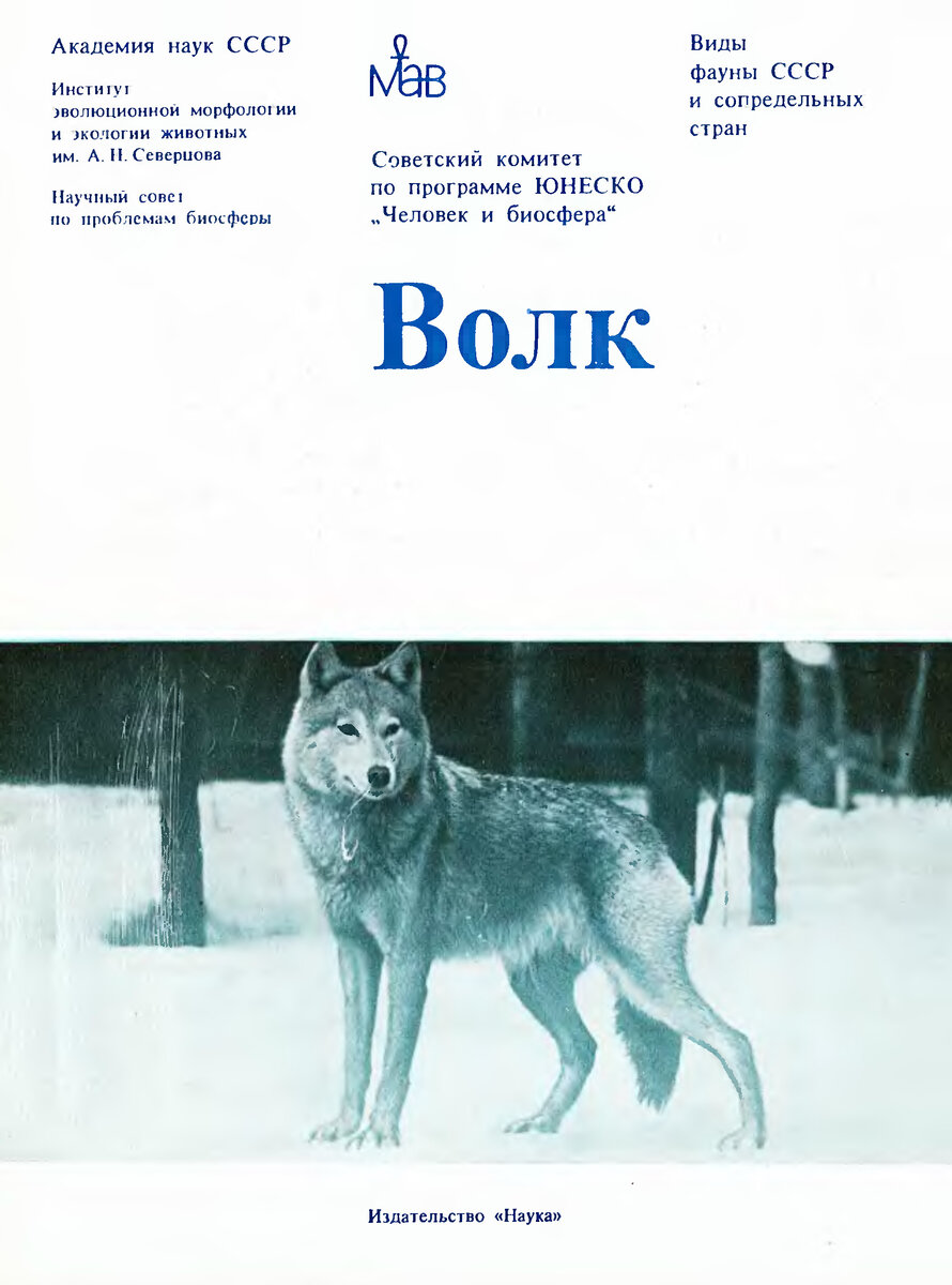 Сколько весят волки без фотошопа и широкоугольника? | Летопись живой  природы | Дзен