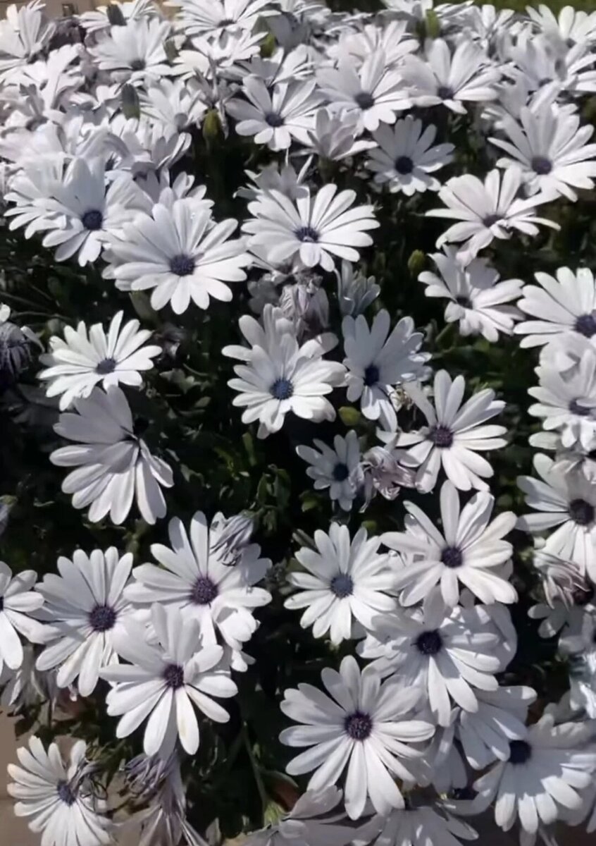 Вот такой красавчик