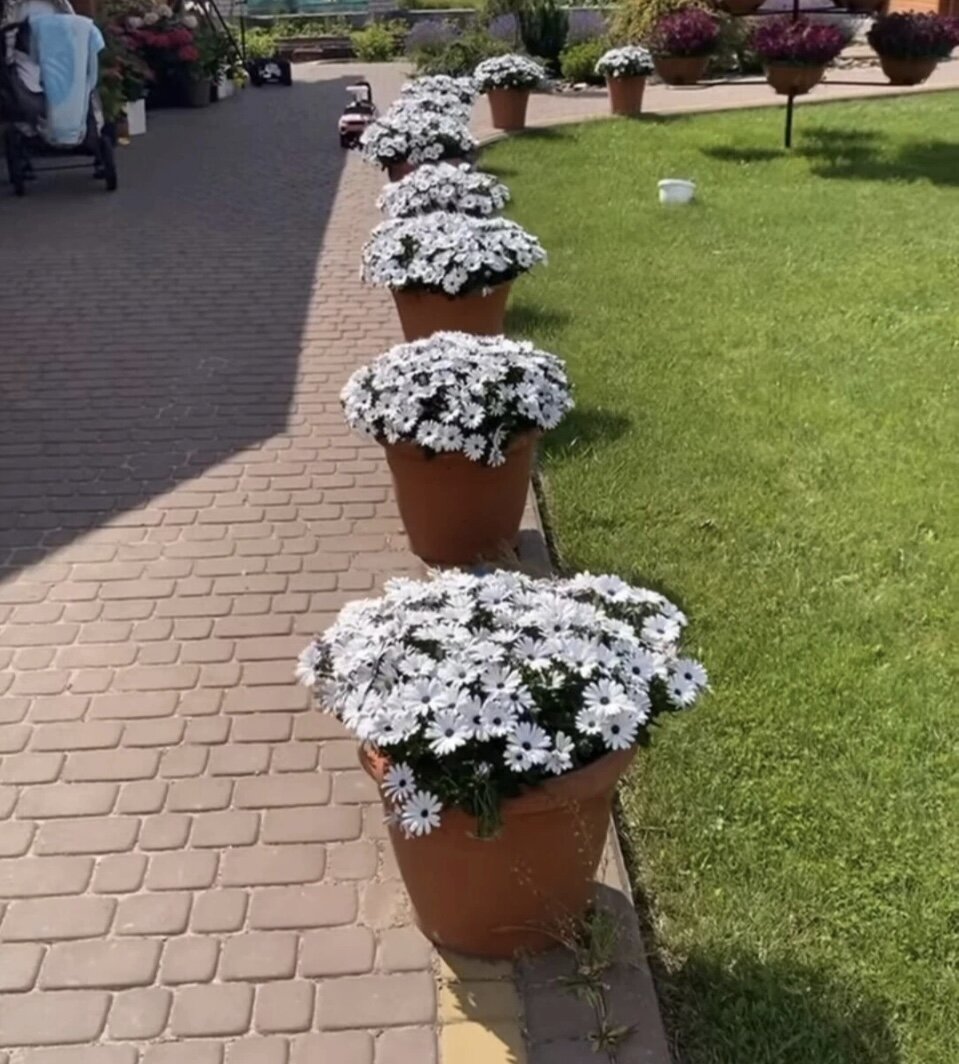 Как вам такая дорожка из кашпо с остеспермумом