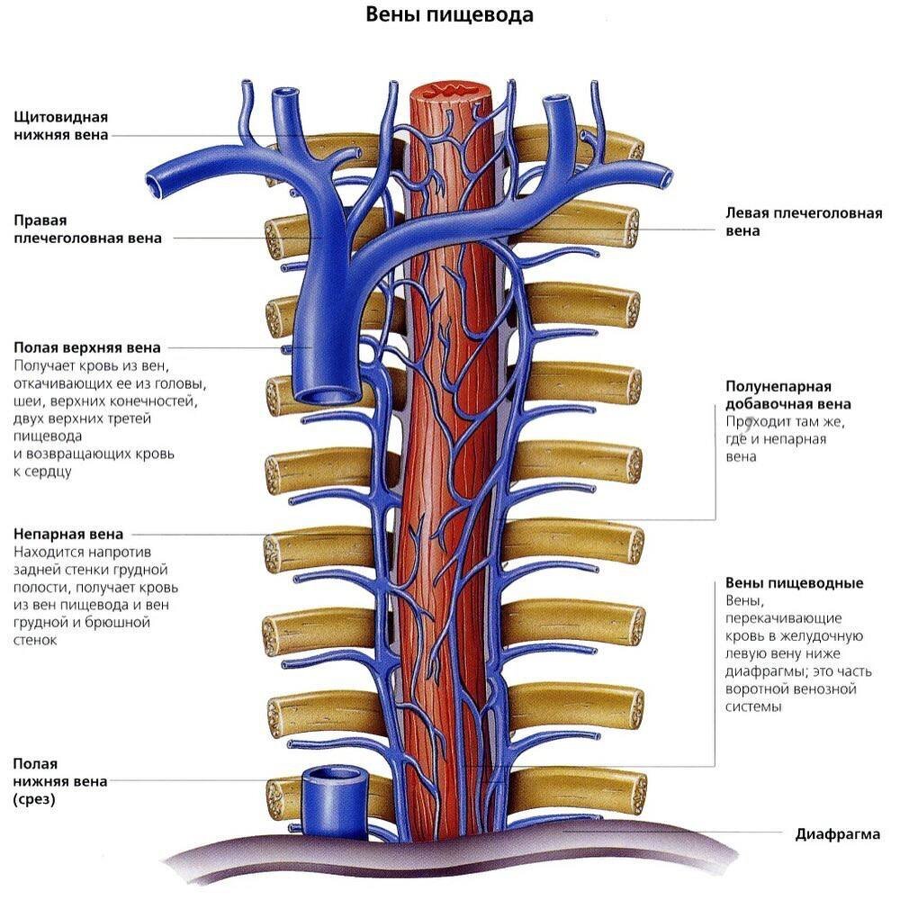 Непарная полая вена. Верхняя полая Вена непарная Вена. Непарная Вена и полунепарная Вена. Плечеголовная непарная Вена. Непарная Вена анатомия схема.