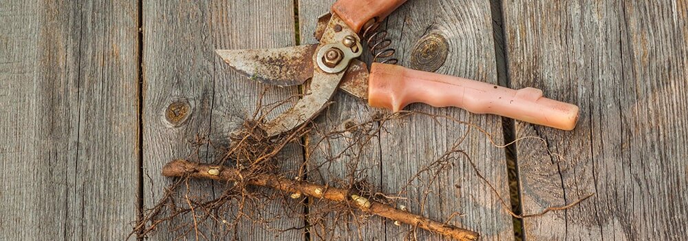 Черенкование растений: виды и условия для успешного размножения ...