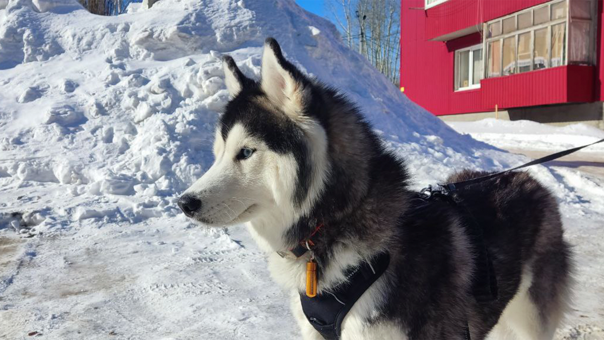 Хаски по имени Мани