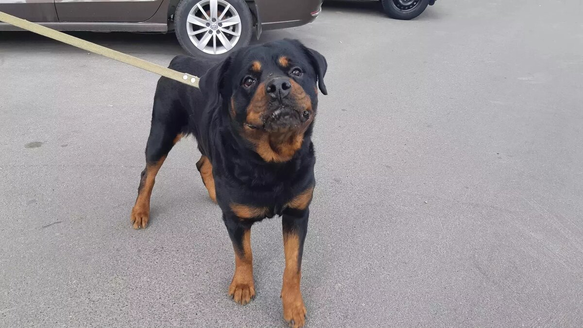     Волгоградцы возместят ущерб владельцам загрызенной собаки породы чихуахуа в размере 100 тыс. рублей, сообщает Ворошиловский райсуд.