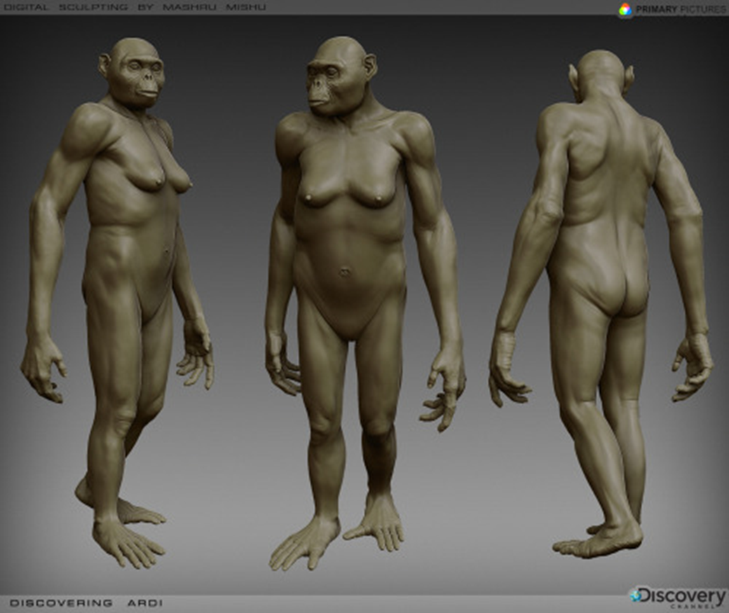 ардипитек рамидус (Ardipithecus ramidus).  Реконструкция