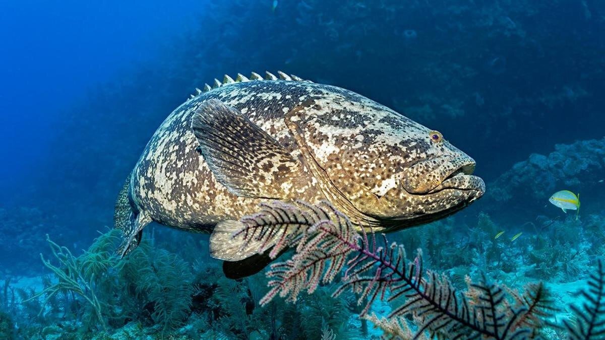 рыбы в море крыма. черноморская рыба игла сарган. рыбы в море крыма. барабулька черноморская. ставридка черноморская.