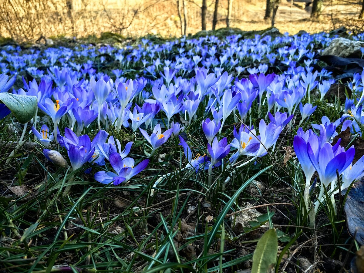 Таблица цветения растений для аллергиков. Периоды цветения многолетних цветов. Цветение многолетников по месяцам. Расцвела какое время. Флокс звездочет однолетник.