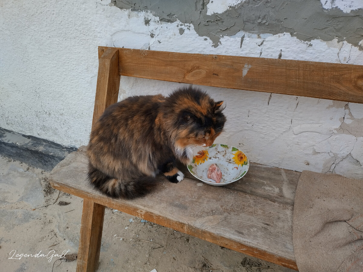 Завтрак лохматой Мухи