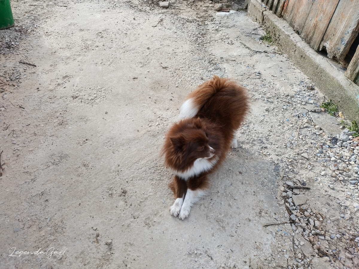 Первая прогулка собаки. Тоже еще не проснулась ))