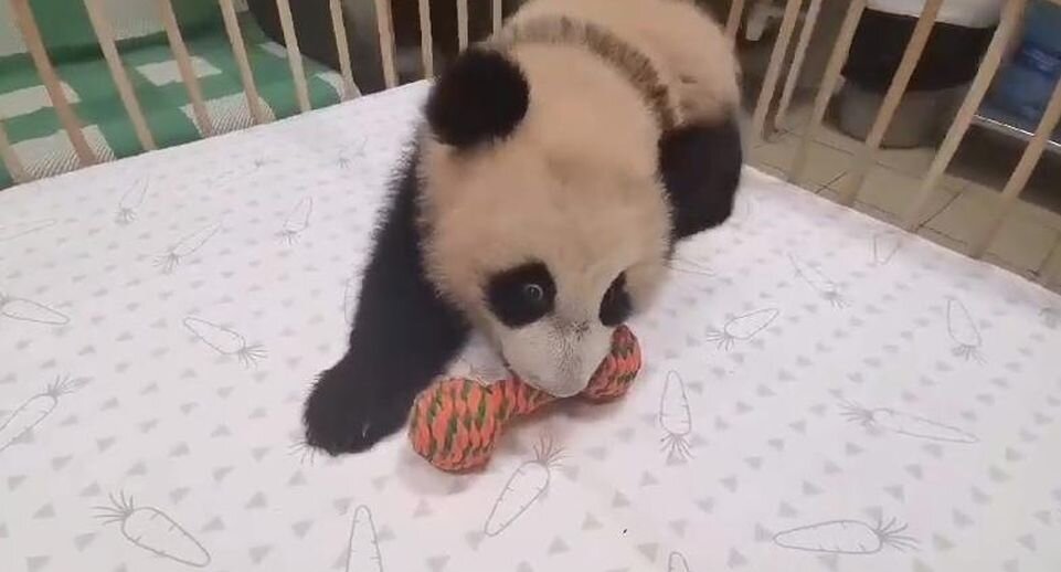    Telegram-канал директора Московского зоопарка Светланы Акуловой