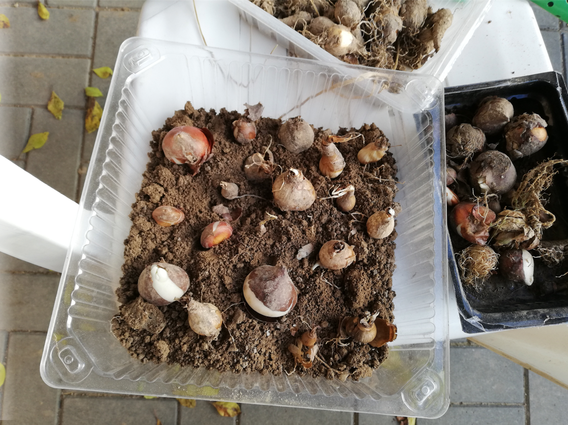 Луковицы у мужчин. Волосяная луковица. Воспаленные волосяные луковицы. Луковицы у мужчин. Выдергивание волоса с луковицей.