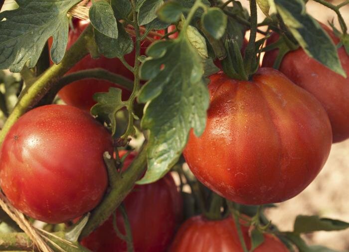 пудов томат отзывы