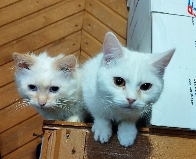 Сказочный патруль аленкины родители. Включи 3 маленьких. Литтл чалмерс 2017. Включи 3 маленьких. Включи 3 маленьких.