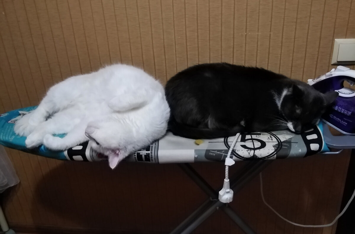 И впрямь, этих куда? На самом деле, переноска стояла посреди зала. А в ней какое-то кошачье успокоительное, которое если верить ветаптеке, должно было хорошенько загрузить хвостатых на несколько часов. С тем учётом, что блондинка панически труслива, мы без успокоительных с ней бы не справились.