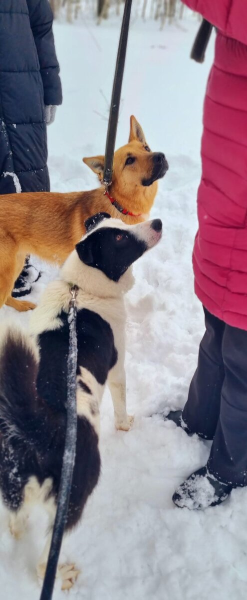 Шанти и Герда - молодые красивые собачки, очень дружелюбные и контактные.