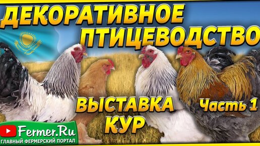 Величественные Брамы различных окрасов на выставке породных кур в Шымкенте. Эксперт А.Б. Вахрамеев