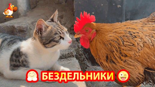 Бездельники Кот и Курица 😹 Во дворе и дома 🤗 Им скучно и нечем заняться 😂