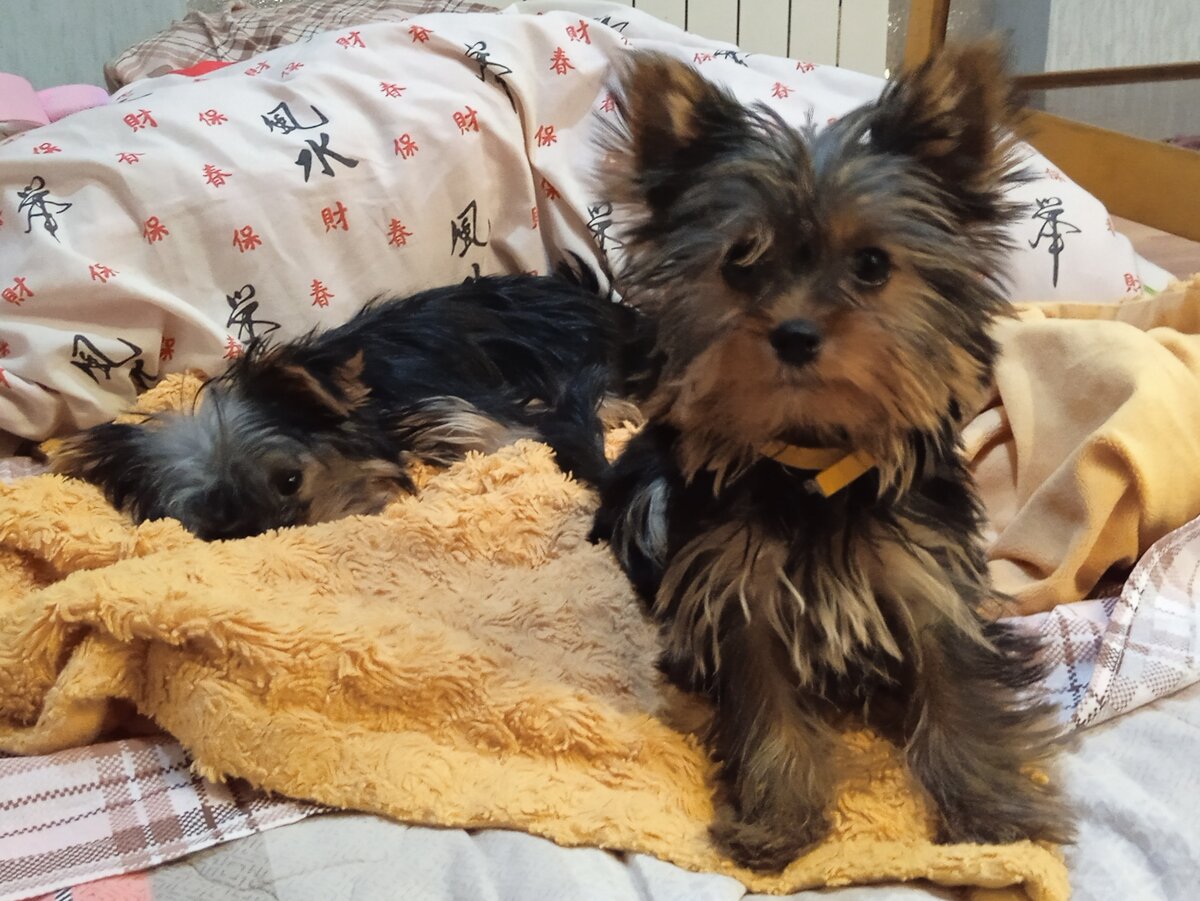 Моя любимая Летти