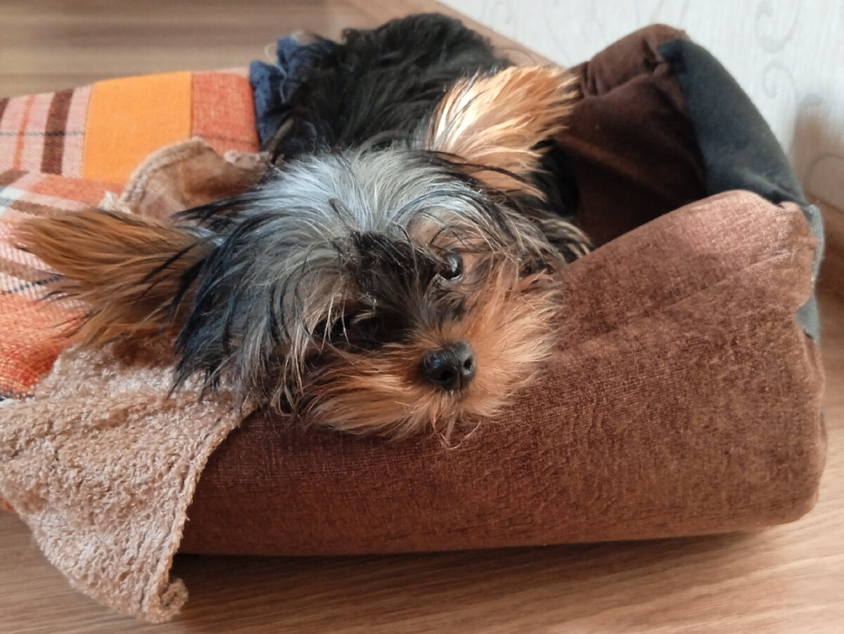 Локки, тоже любимый, но он на руках не сидит, убегает