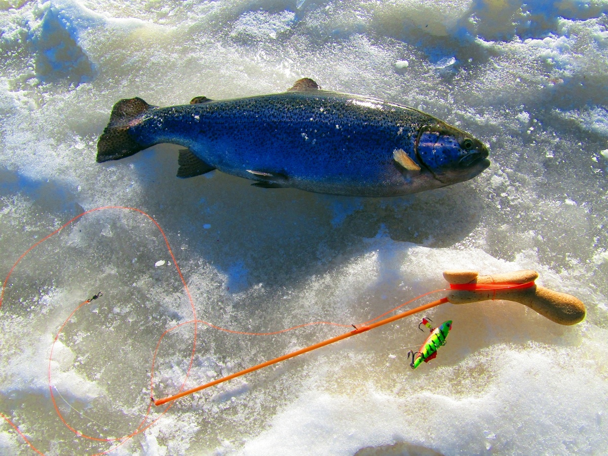 Филе форели слабой соли. Филе форели слабой соли. Горбуша кета нерка кижуч. Форель. Форель недели.