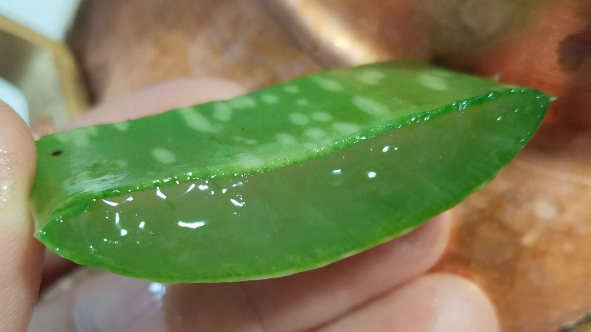 Лист алоэ вера в разрезе. 