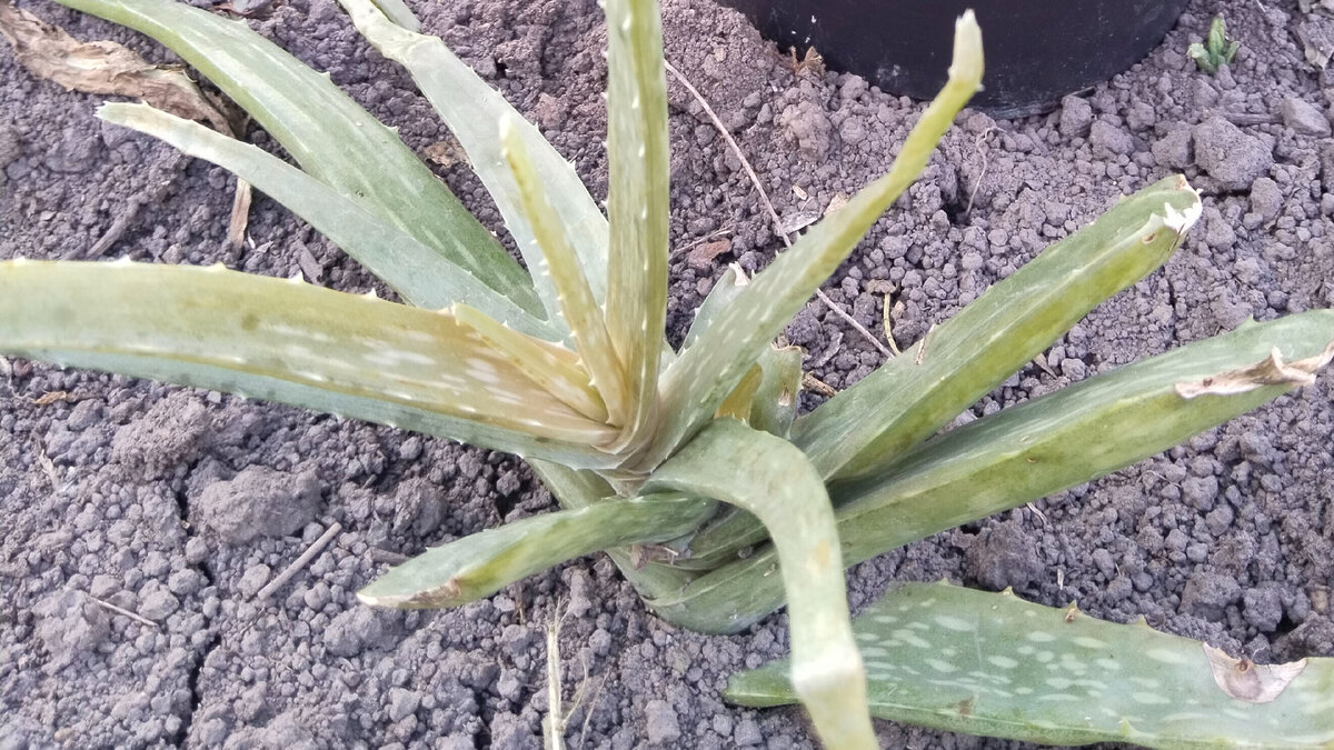 Примерно как на фото листья стали буреть. Вот, кстати, так и выглядит растение у которого отрезались листья. Некрасиво. 