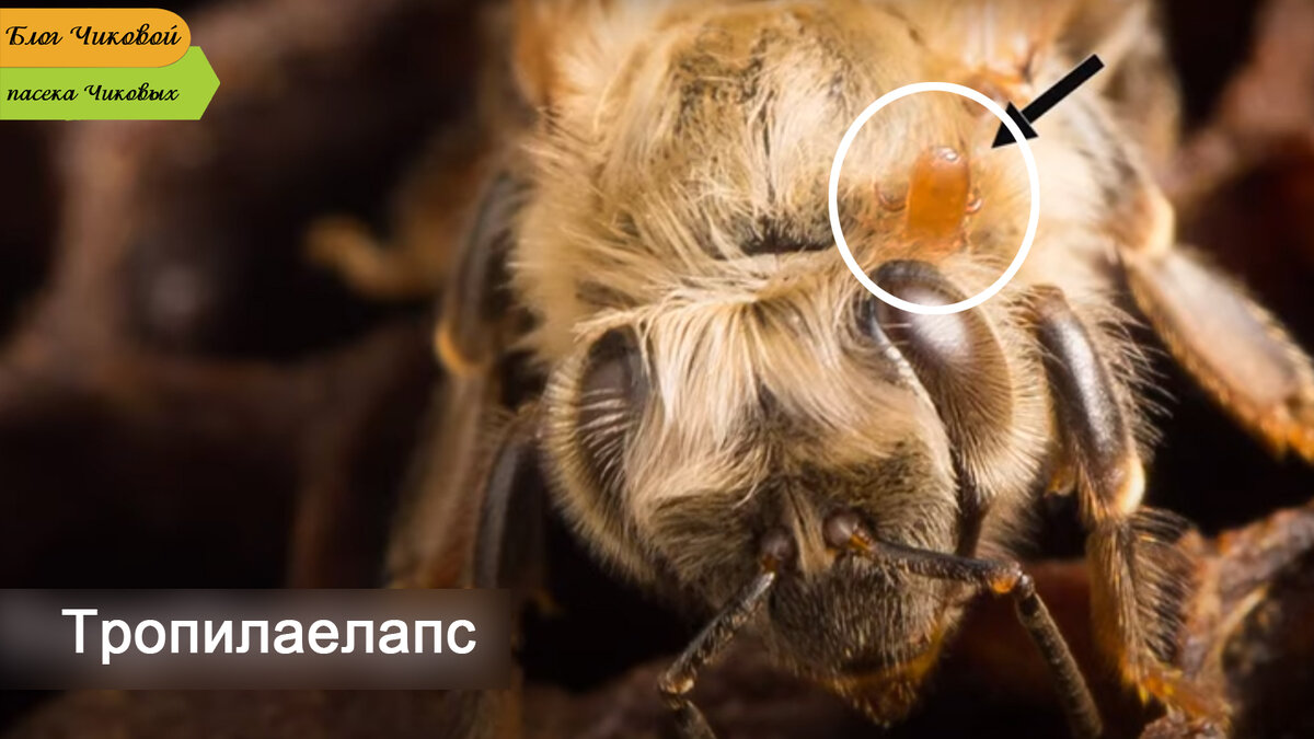 Источник фото: 'Inside The Hive TV' 