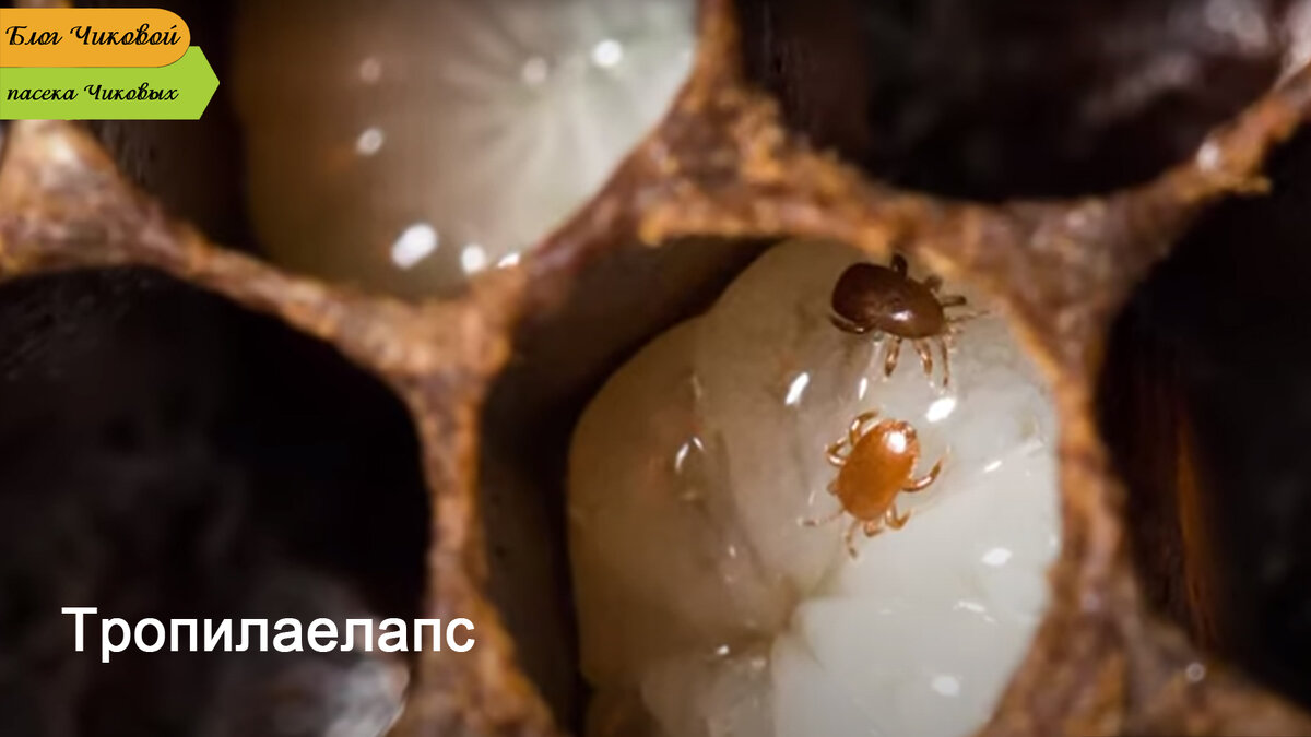 Источник фото: 'Inside The Hive TV' 