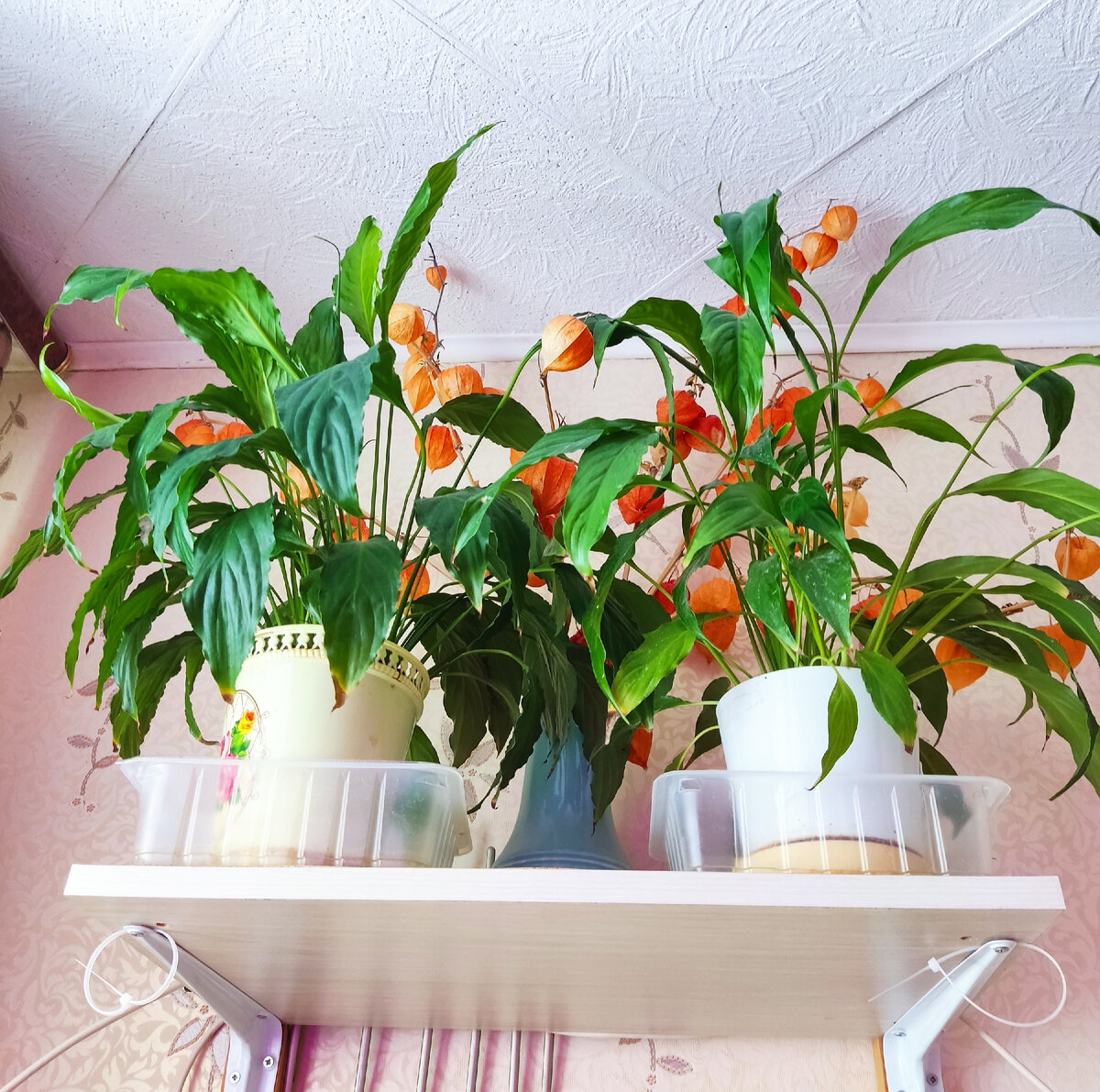 Спатифиллум. Фото автора