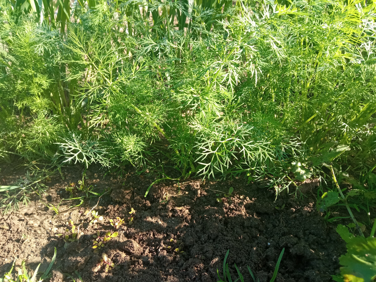 Зелень в грядке. Фото автора.