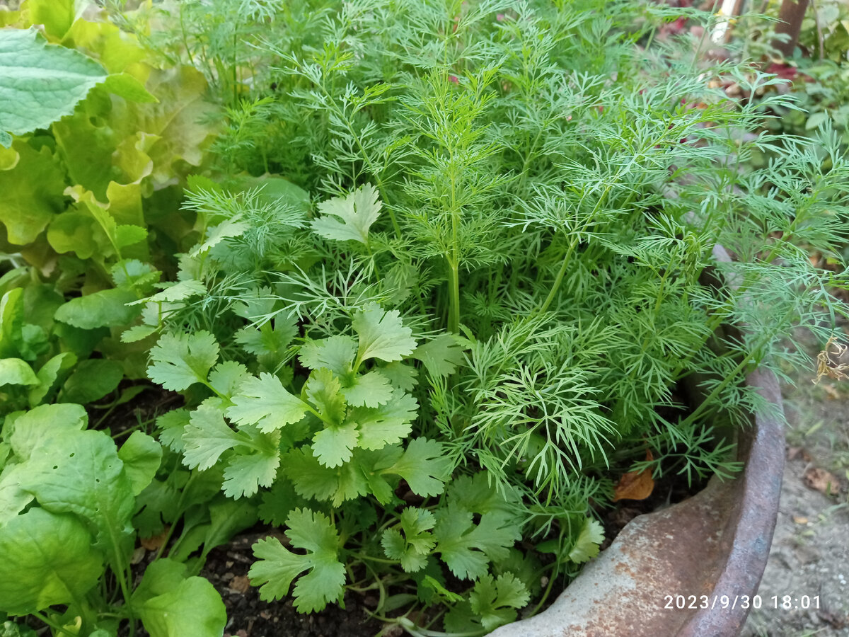 В одной из бочек по осени выращивала зелень. Фото автора.